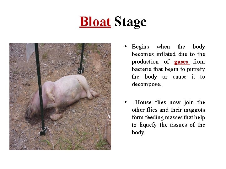 Bloat Stage • Begins when the body becomes inflated due to the production of