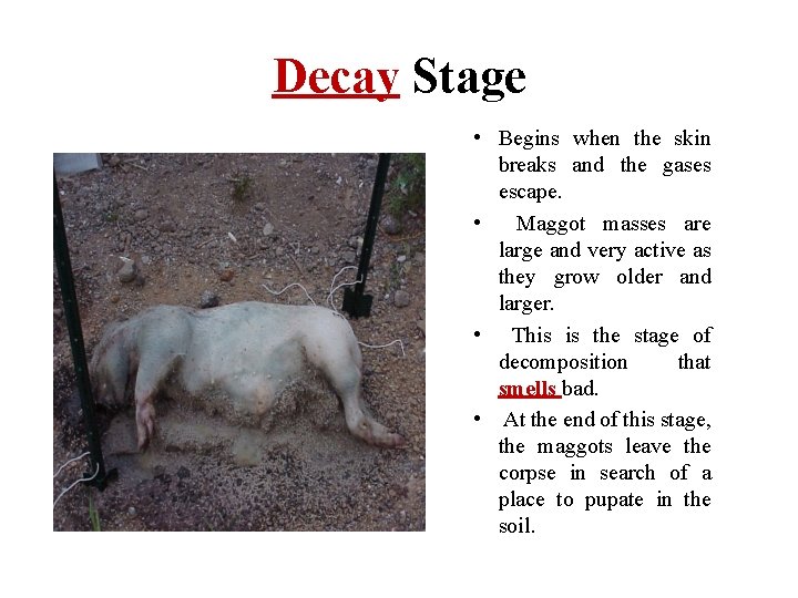 Decay Stage • Begins when the skin breaks and the gases escape. • Maggot