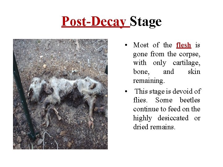 Post-Decay Stage • Most of the flesh is gone from the corpse, with only
