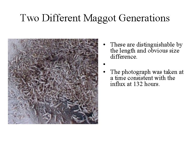 Two Different Maggot Generations • These are distinguishable by the length and obvious size