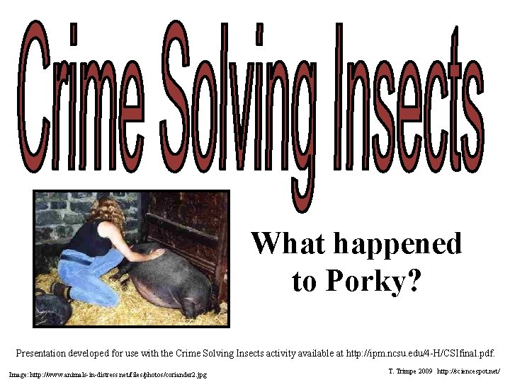 What happened to Porky? Presentation developed for use with the Crime Solving Insects activity