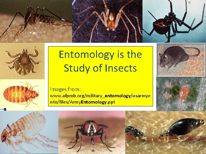 Entomology is the Study of Insects Images from: www. afpmb. org/military_entomology/usarmye nto/files/Army. Entomology. ppt