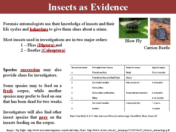 Insects as Evidence Forensic entomologists use their knowledge of insects and their life cycles