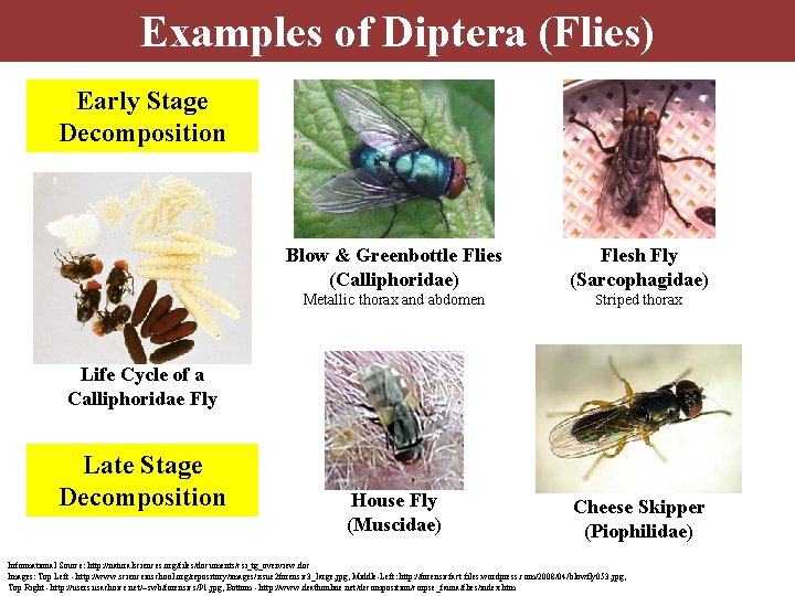 Examples of Diptera (Flies) Early Stage Decomposition Blow & Greenbottle Flies (Calliphoridae) Flesh Fly