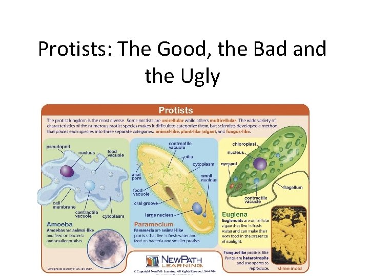 Protists: The Good, the Bad and the Ugly 
