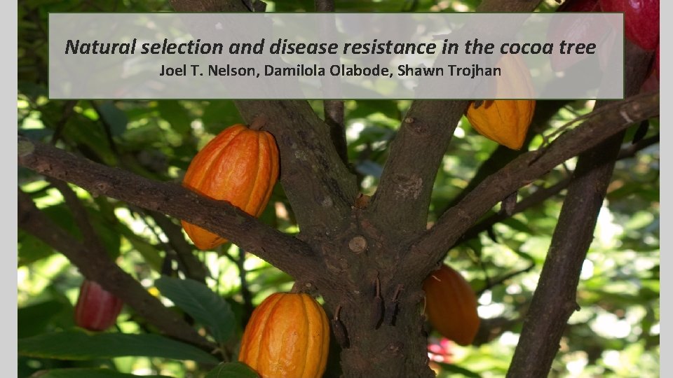 Natural selection and disease resistance in the cocoa tree Joel T. Nelson, Damilola Olabode, Natural selection and disease resistance in the cocoa tree Joel T. Nelson, Damilola Olabode,