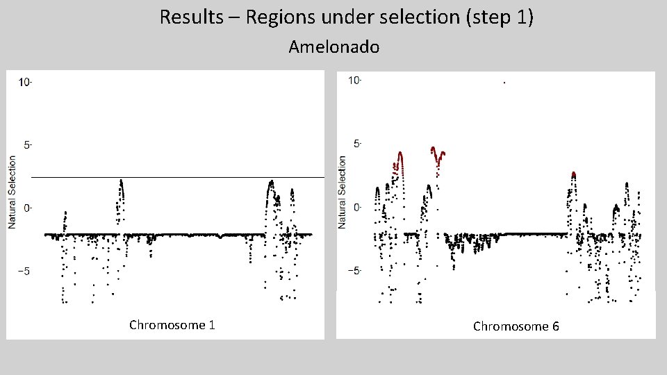 Results – Regions under selection (step 1) Amelonado Chromosome 1 Chromosome 6 Results – Regions under selection (step 1) Amelonado Chromosome 1 Chromosome 6