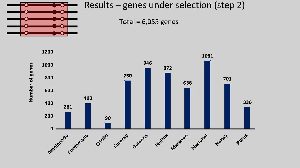Results – genes under selection (step 2) Total = 6, 055 genes 1061 946 Results – genes under selection (step 2) Total = 6, 055 genes 1061 946