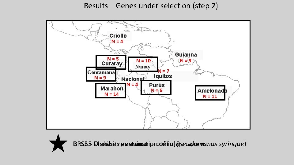 Results – Genes under selection (step 2) Criollo N=4 N=5 Curaray Contamana N=9 N Results – Genes under selection (step 2) Criollo N=4 N=5 Curaray Contamana N=9 N