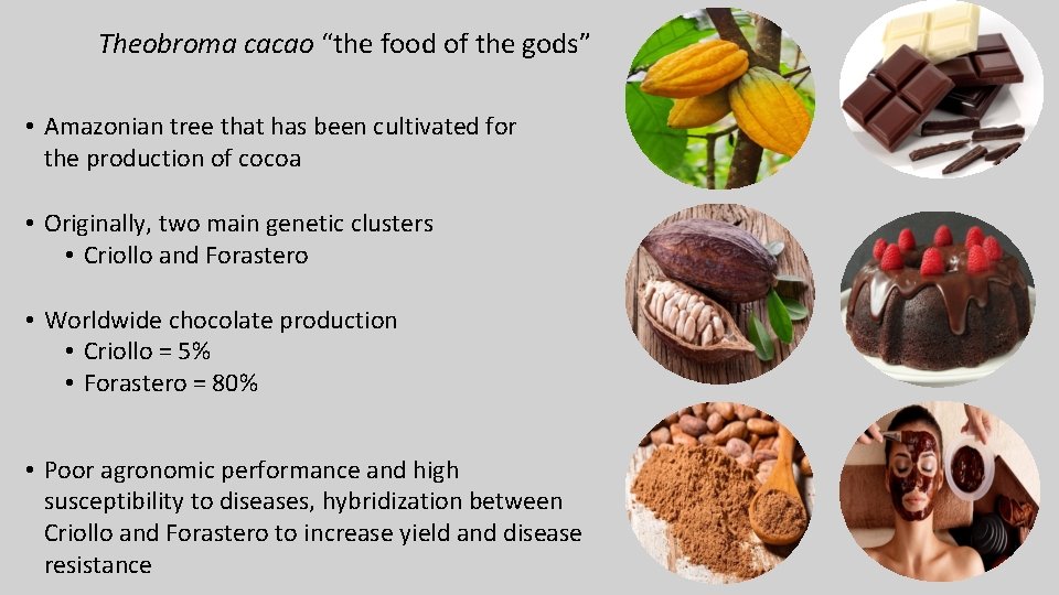 Theobroma cacao “the food of the gods” • Amazonian tree that has been cultivated Theobroma cacao “the food of the gods” • Amazonian tree that has been cultivated