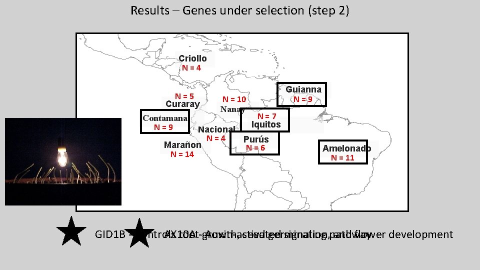 Results – Genes under selection (step 2) Criollo N=4 N=5 Curaray Contamana N=9 N Results – Genes under selection (step 2) Criollo N=4 N=5 Curaray Contamana N=9 N
