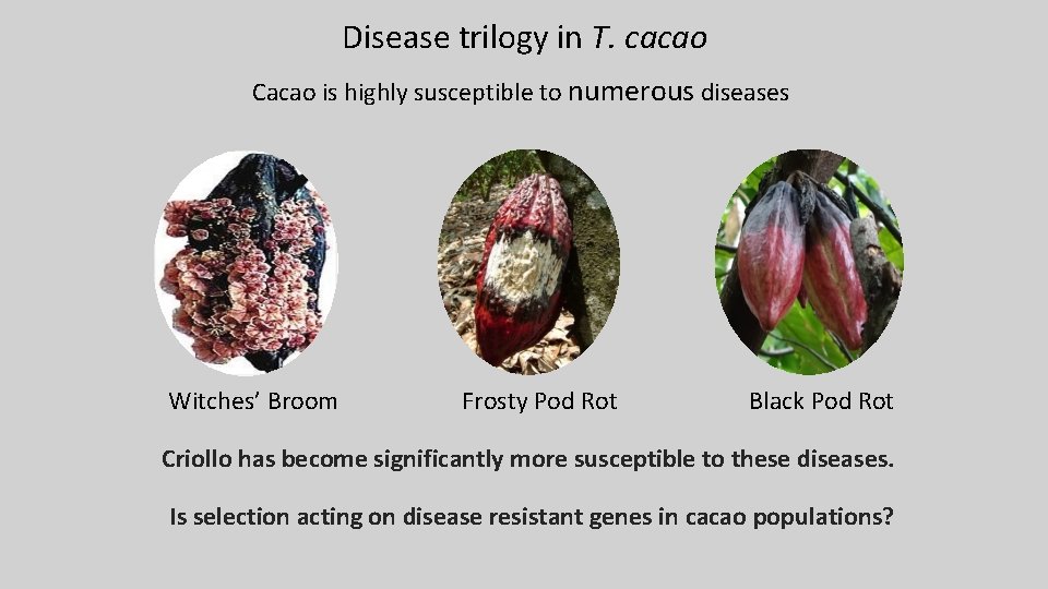Disease trilogy in T. cacao Cacao is highly susceptible to numerous diseases Witches’ Broom Disease trilogy in T. cacao Cacao is highly susceptible to numerous diseases Witches’ Broom