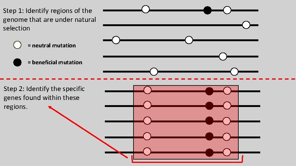 Step 1: Identify regions of the genome that are under natural selection = neutral Step 1: Identify regions of the genome that are under natural selection = neutral