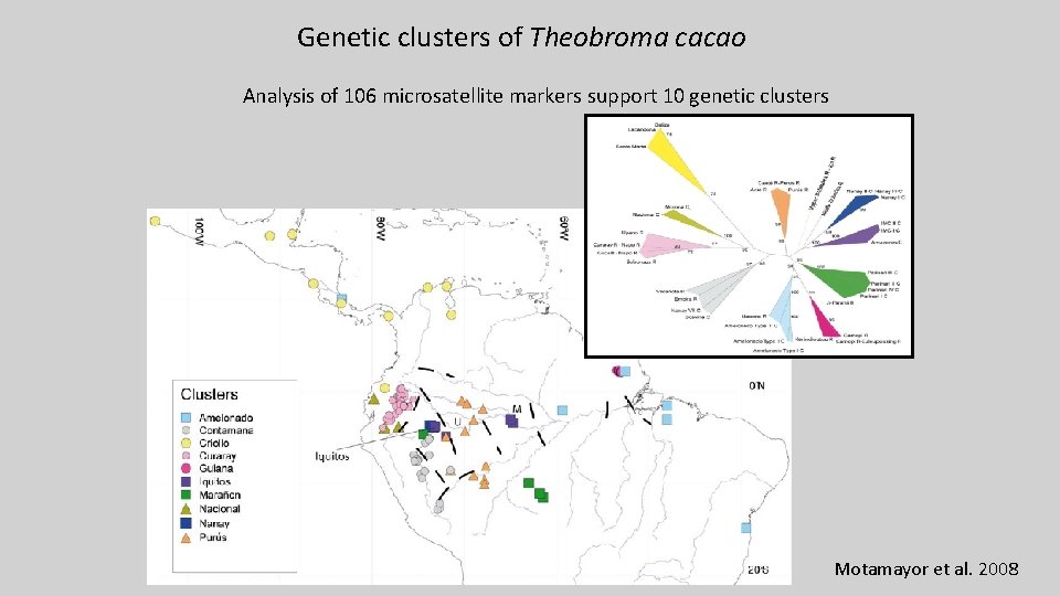 Genetic clusters of Theobroma cacao Analysis of 106 microsatellite markers support 10 genetic clusters Genetic clusters of Theobroma cacao Analysis of 106 microsatellite markers support 10 genetic clusters