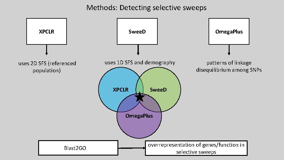 Methods: Detecting selective sweeps Swee. D XPCLR uses 2 D SFS (referenced population) Omega. Methods: Detecting selective sweeps Swee. D XPCLR uses 2 D SFS (referenced population) Omega.