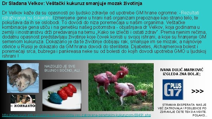 Dr Slađana Velkov: Veštački kukuruz smanjuje mozak životinja Dr Velkov kaže da su opasnosti Dr Slađana Velkov: Veštački kukuruz smanjuje mozak životinja Dr Velkov kaže da su opasnosti