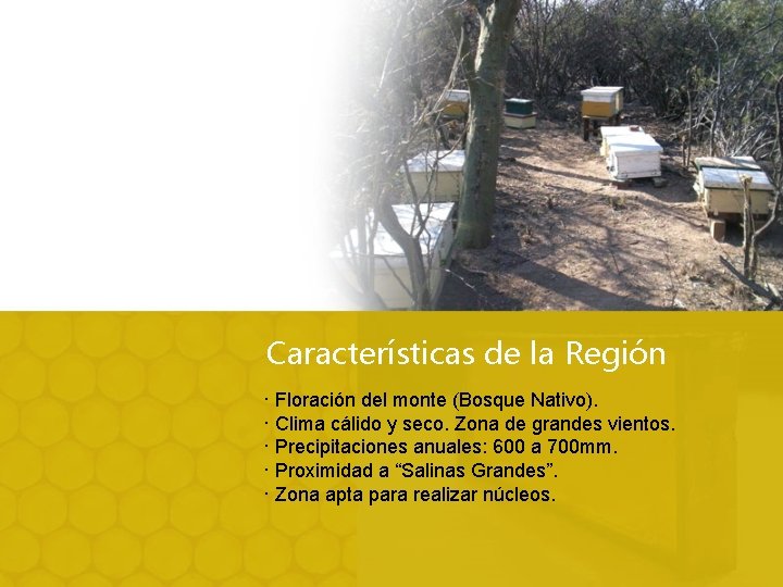 Características de la Región · Floración del monte (Bosque Nativo). · Clima cálido y