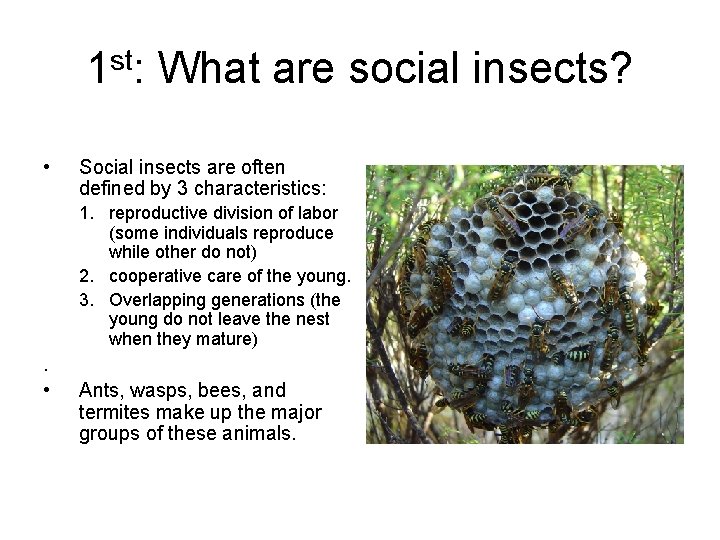 1 st: What are social insects? • Social insects are often defined by 3