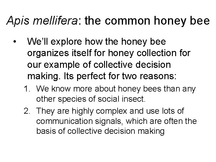 Apis mellifera: the common honey bee • We’ll explore how the honey bee organizes