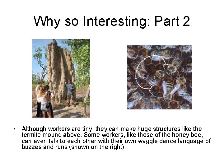 Why so Interesting: Part 2 • Although workers are tiny, they can make huge