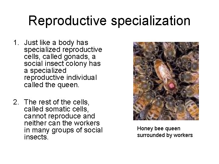 Reproductive specialization 1. Just like a body has specialized reproductive cells, called gonads, a