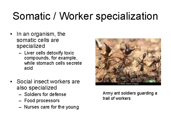 Somatic / Worker specialization • In an organism, the somatic cells are specialized –