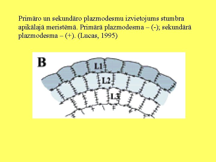 Primāro un sekundāro plazmodesmu izvietojums stumbra apikālajā meristēmā. Primārā plazmodesma – (-); sekundārā plazmodesma