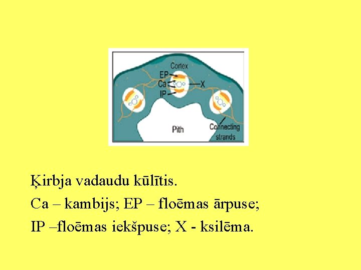 Ķirbja vadaudu kūlītis. Ca – kambijs; EP – floēmas ārpuse; IP –floēmas iekšpuse; X