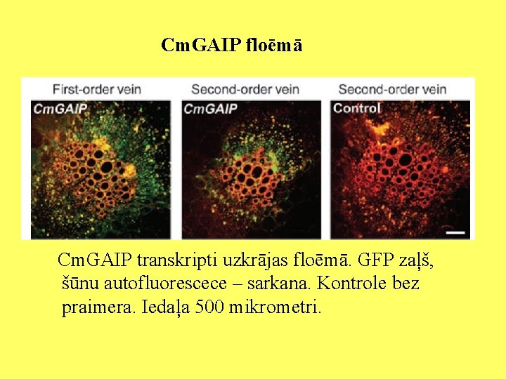 Cm. GAIP floēmā Cm. GAIP transkripti uzkrājas floēmā. GFP zaļš, šūnu autofluorescece – sarkana.
