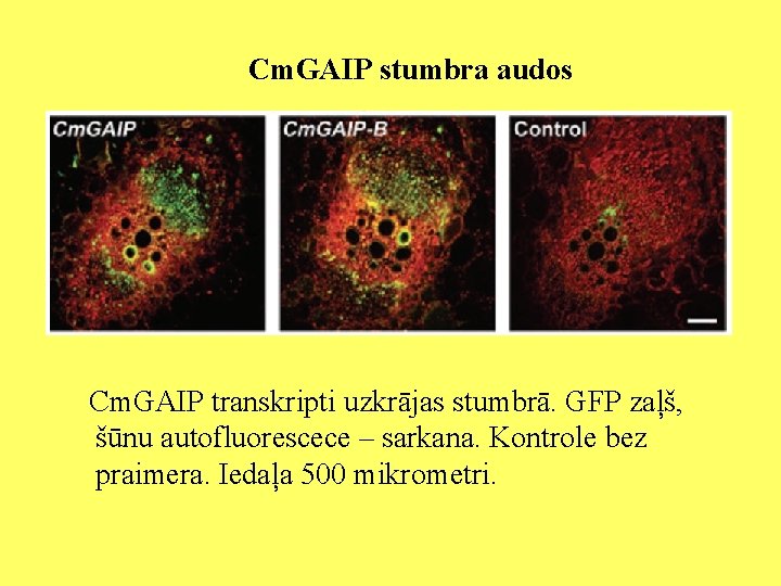 Cm. GAIP stumbra audos Cm. GAIP transkripti uzkrājas stumbrā. GFP zaļš, šūnu autofluorescece –