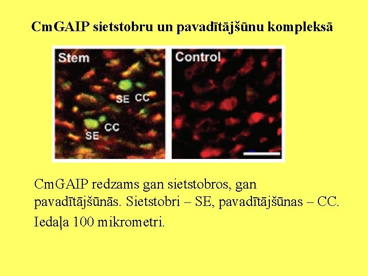 Cm. GAIP sietstobru un pavadītājšūnu kompleksā Cm. GAIP redzams gan sietstobros, gan pavadītājšūnās. Sietstobri