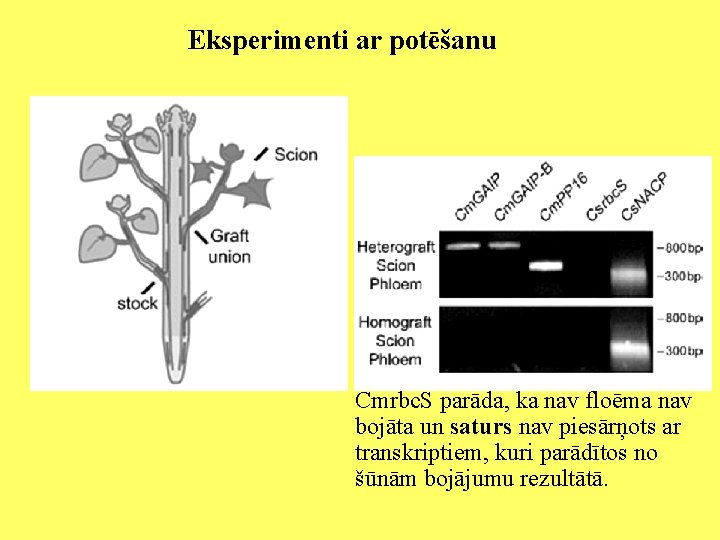 Eksperimenti ar potēšanu Cmrbc. S parāda, ka nav floēma nav bojāta un saturs nav