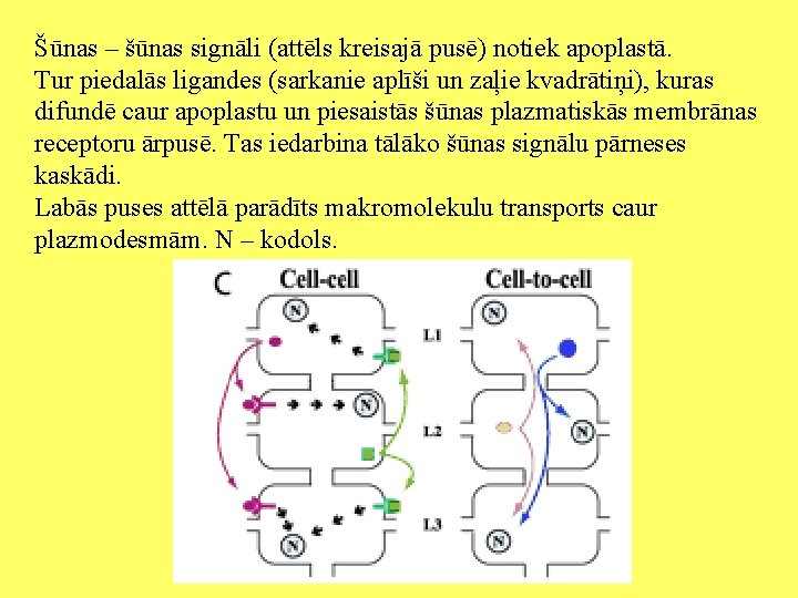 Šūnas – šūnas signāli (attēls kreisajā pusē) notiek apoplastā. Tur piedalās ligandes (sarkanie aplīši