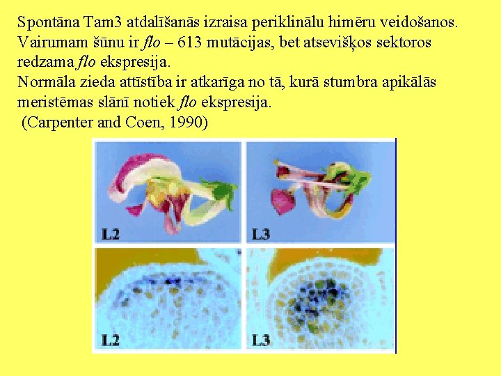 Spontāna Tam 3 atdalīšanās izraisa periklinālu himēru veidošanos. Vairumam šūnu ir flo – 613