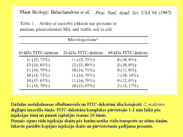 Dažādas molekulmasas olbaltumvielu un FITC-dekstrāni tika koinjicēti C. maksima dīgļlapu mezofila šūnās. FITC-dekstrāna komplekss