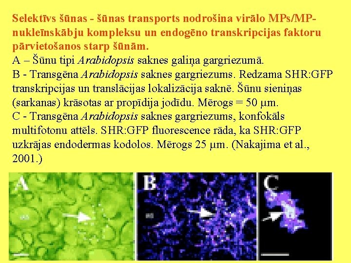 Selektīvs šūnas - šūnas transports nodrošina virālo MPs/MPnukleīnskābju kompleksu un endogēno transkripcijas faktoru pārvietošanos
