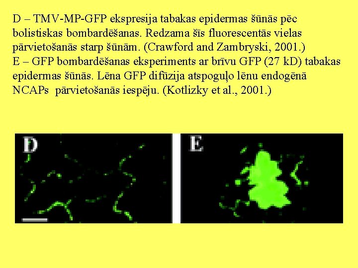 D – TMV-MP-GFP ekspresija tabakas epidermas šūnās pēc bolistiskas bombardēšanas. Redzama šīs fluorescentās vielas