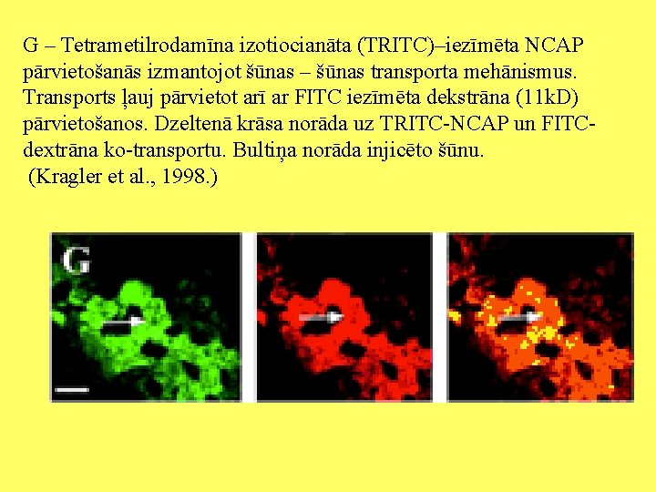 G – Tetrametilrodamīna izotiocianāta (TRITC)–iezīmēta NCAP pārvietošanās izmantojot šūnas – šūnas transporta mehānismus. Transports