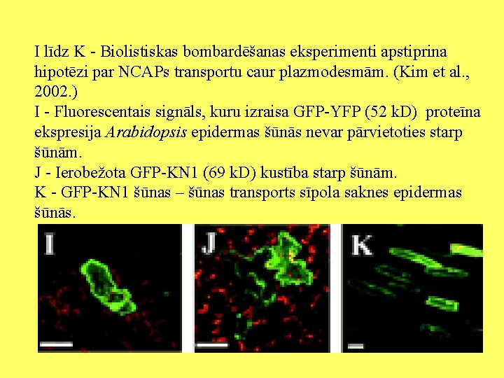 I līdz K - Biolistiskas bombardēšanas eksperimenti apstiprina hipotēzi par NCAPs transportu caur plazmodesmām.