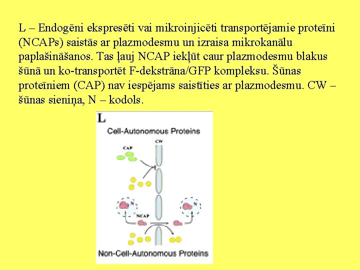 L – Endogēni ekspresēti vai mikroinjicēti transportējamie proteīni (NCAPs) saistās ar plazmodesmu un izraisa