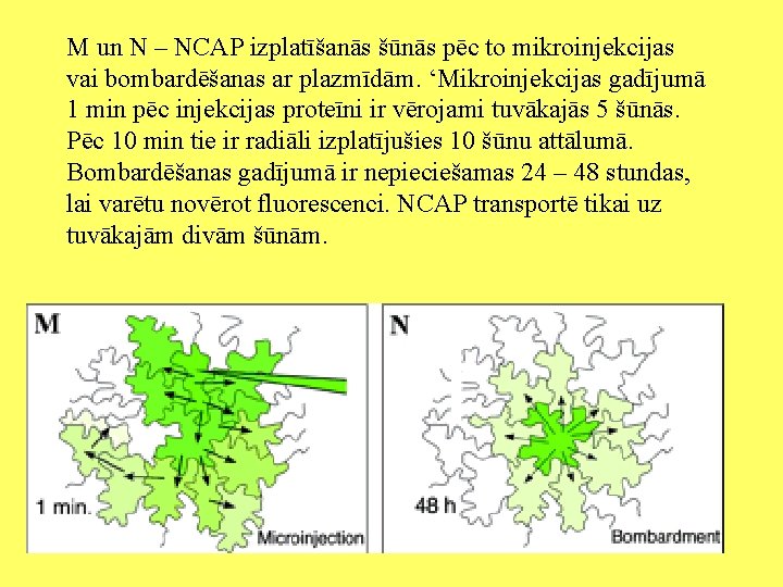 M un N – NCAP izplatīšanās šūnās pēc to mikroinjekcijas vai bombardēšanas ar plazmīdām.