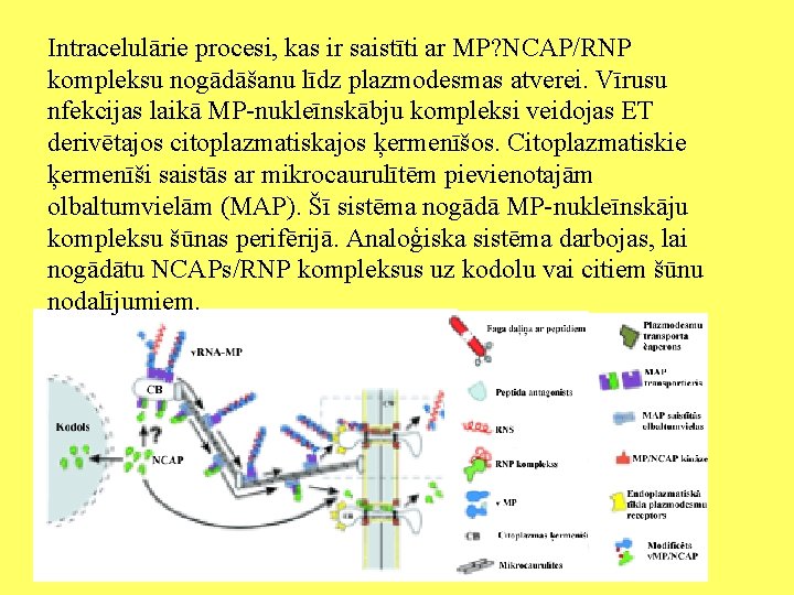 Intracelulārie procesi, kas ir saistīti ar MP? NCAP/RNP kompleksu nogādāšanu līdz plazmodesmas atverei. Vīrusu