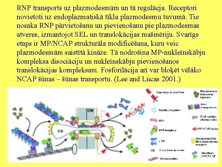 RNP transports uz plazmodesmām un tā regulācja. Receptori novietoti uz endoplazmatiskā tīkla plazmodesmu tuvumā.