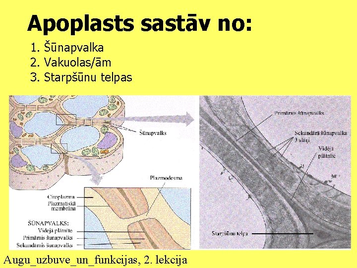 Apoplasts sastāv no: 1. Šūnapvalka 2. Vakuolas/ām 3. Starpšūnu telpas Augu_uzbuve_un_funkcijas, 2. lekcija 