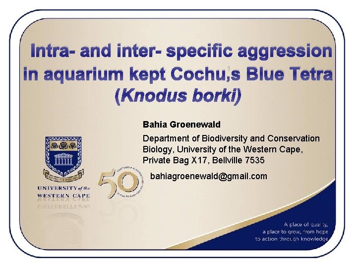 Intra- and inter- specific aggression in aquarium kept Cochu’s Blue Tetra (Knodus borki) Bahia