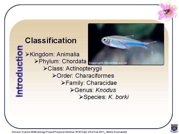 Introduction Classification ØKingdom: Animalia ØPhylum: Chordata ØClass: Actinopterygii ØOrder: Characiformes ØFamily: Characidae ØGenus: Knodus