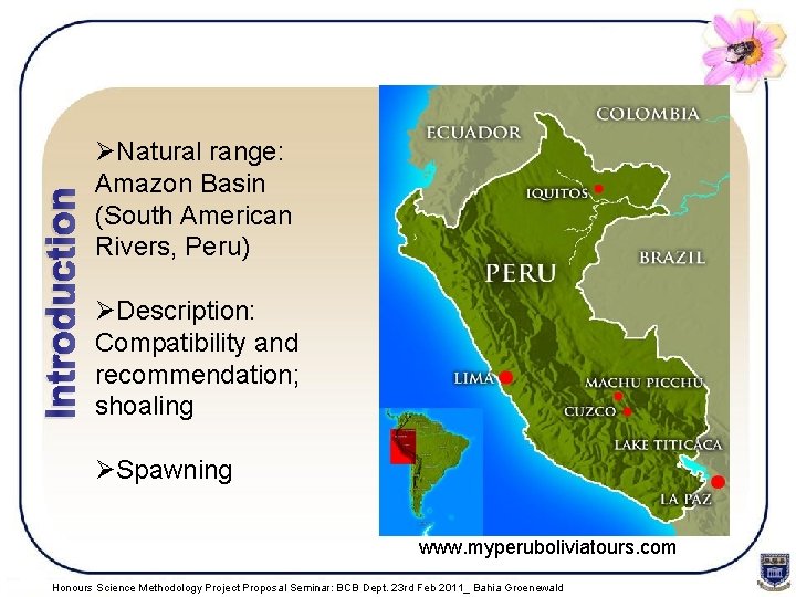 Introduction ØNatural range: Amazon Basin (South American Rivers, Peru) ØDescription: Compatibility and recommendation; shoaling