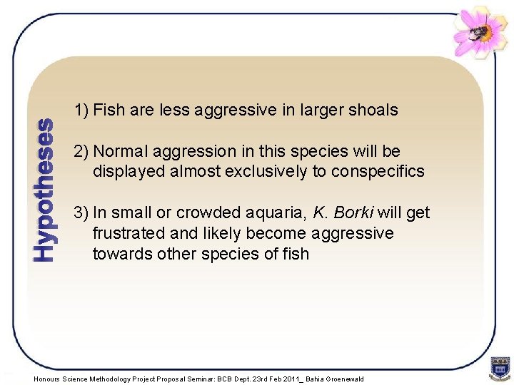 Hypotheses 1) Fish are less aggressive in larger shoals 2) Normal aggression in this