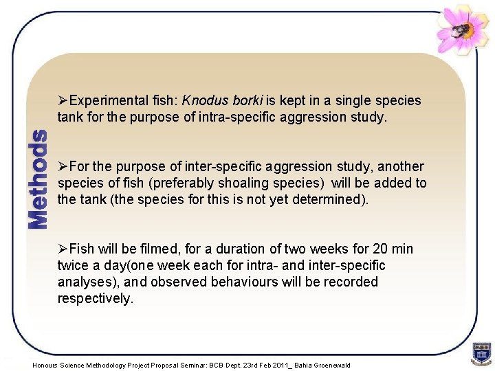 Methods ØExperimental fish: Knodus borki is kept in a single species tank for the