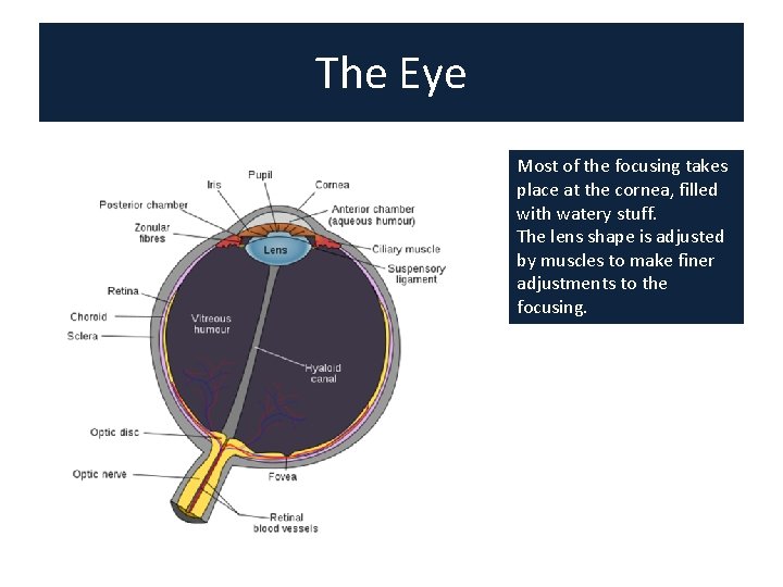 The Eye Most of the focusing takes place at the cornea, filled with watery